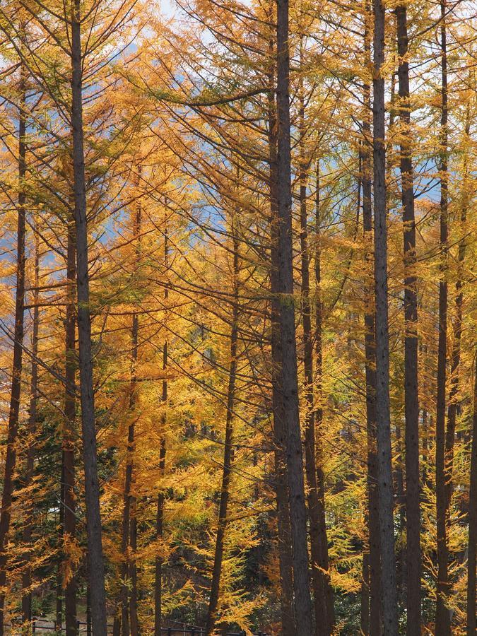 Log Hotel Larch Lake Kanayama Minamifurano Exteriör bild
