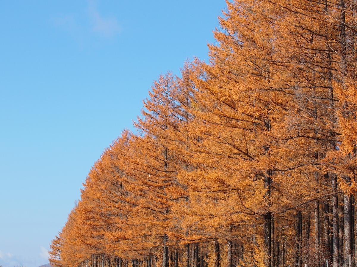 Log Hotel Larch Lake Kanayama Minamifurano Exteriör bild